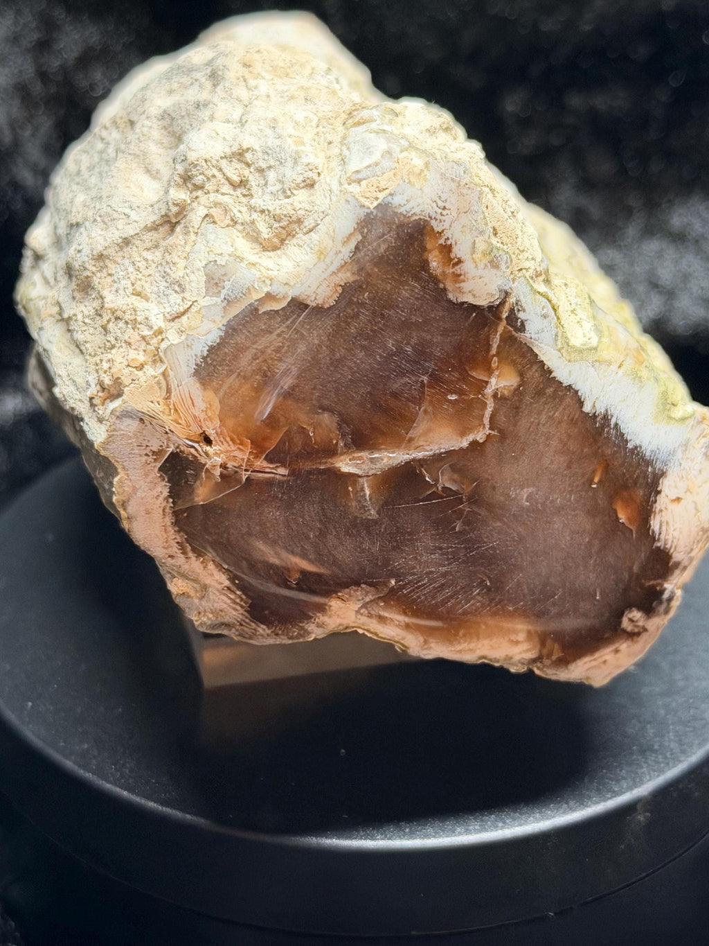 Polished Petrified wood with natural raw sides